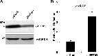 GAPDH Antibody in Western Blot (WB)