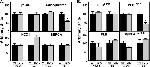 SERCA2 ATPase Antibody in Western Blot (WB)