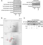 Phospho-GYS1 (Ser641, Ser645) Antibody in Western Blot (WB)