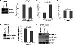 E-cadherin Antibody in Western Blot (WB)