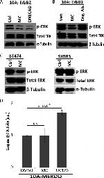 E-cadherin Antibody in Functional Assay (Functional)