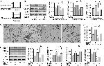 UCP1 Antibody in Western Blot (WB)