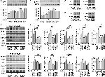 UCP1 Antibody in Western Blot (WB)