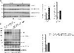 Calsequestrin Antibody in Western Blot (WB)