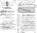 6x-His Tag Antibody in Immunoprecipitation (IP)