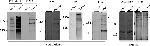 O-linked N-acetylglucosamine (O-GlcNAc) Antibody in Western Blot (WB)