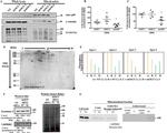 O-linked N-acetylglucosamine (O-GlcNAc) Antibody in Western Blot (WB)