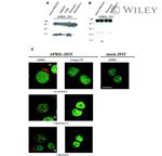 Golgin-97 Antibody in Immunocytochemistry (ICC/IF)