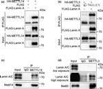 METTL14 Antibody in Western Blot, Immunoprecipitation (WB, IP)