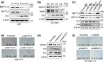 METTL14 Antibody in Western Blot (WB)