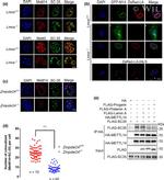METTL14 Antibody in Immunocytochemistry (ICC/IF)