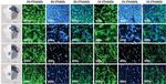 GFAP Antibody in Immunohistochemistry (IHC)