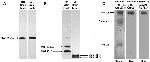 GFAP Antibody in Western Blot (WB)