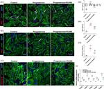 Phospho-Histone H3 (Ser10) Antibody in Immunocytochemistry, Immunohistochemistry (ICC/IF, IHC)