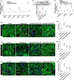 Cardiac Troponin T Antibody in Immunohistochemistry (IHC)