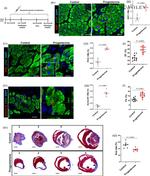 Cardiac Troponin T Antibody in Immunohistochemistry (IHC)