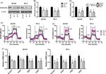 PRKAR2B Antibody in Western Blot (WB)