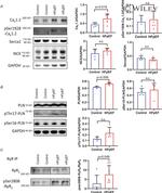 SERCA2 ATPase Antibody in Western Blot (WB)