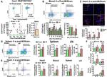 FOXP3 Antibody in Immunohistochemistry (IHC)