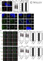 TRAF3IP1 Antibody in Immunocytochemistry (ICC/IF)