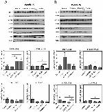 VDR Antibody in Western Blot (WB)