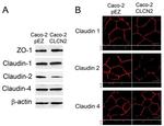Claudin 2 Antibody in Western Blot, Immunocytochemistry (WB, ICC/IF)