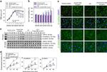 beta Catenin Antibody in Immunocytochemistry (ICC/IF)