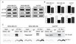 SMAD3 Antibody in Western Blot (WB)