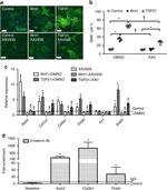 beta Catenin Antibody in ChIP Assay (ChIP)