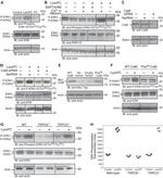 Actin Antibody in Western Blot (WB)