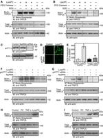 Actin Antibody in Western Blot (WB)