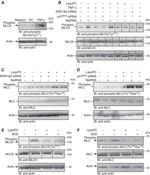 Actin Antibody in Western Blot (WB)