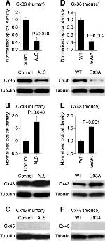 Connexin 45 Antibody in Western Blot (WB)