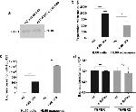 CD81 Antibody in Western Blot (WB)