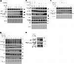 Phospho-PDGFRA/PDGFRB (Tyr572, Tyr574) Antibody in Western Blot (WB)