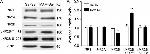 NMDAR1 Antibody in Western Blot (WB)