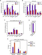 Histone H4 Antibody in ChIP Assay (ChIP)