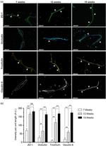 ZO-1 Antibody in Immunohistochemistry (IHC)