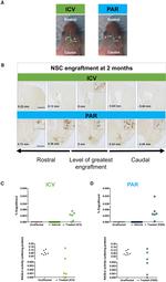 GFP Antibody in Immunohistochemistry (IHC)