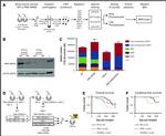 IRF8 Antibody in Western Blot (WB)