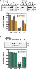 DYKDDDDK Tag Antibody in Western Blot (WB)