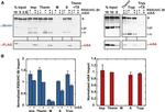 DYKDDDDK Tag Antibody in Western Blot (WB)