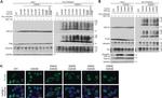 6x-His Tag Antibody in Western Blot (WB)