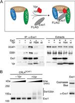 DDB1 Antibody in Western Blot (WB)