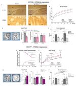 beta Galactosidase Antibody in Immunohistochemistry (IHC)