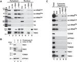 ATP5A1 Antibody in Western Blot (WB)