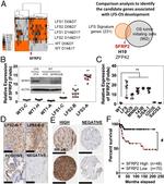 SFRP2 Antibody in Immunohistochemistry (IHC)