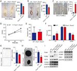 BrdU Antibody in Immunohistochemistry (IHC)