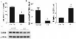 GDNF Antibody in Western Blot (WB)