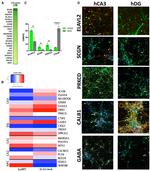 SCGN Antibody in Immunohistochemistry (IHC)